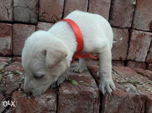 Want sale lebra dog male puppy one month old