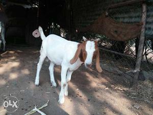 White And Brown Goat