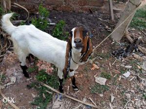 White And Brown Jamnapyari Goat