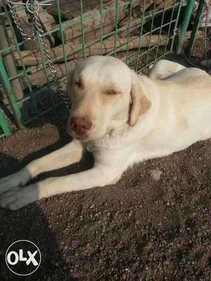 White Labrador 10 month age. Family dog Good for farmhouse.