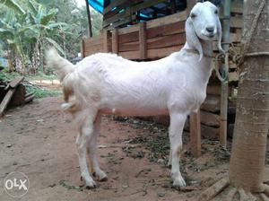 White goat 3months pregnent