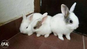 White rabbits all types and age group