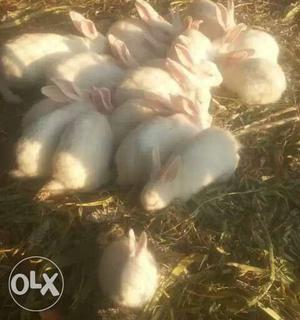 White rabbits fr sell
