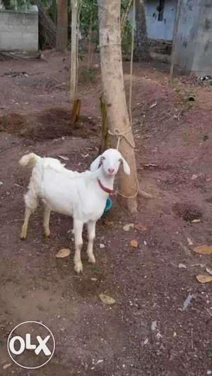 10 months old male goat. alummoodu,no nine8