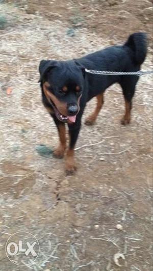 10 months old male rotweiler exellent breed