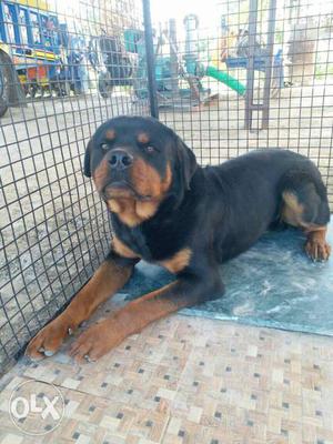 100 % pure rotweiler 8 months age emergency sale