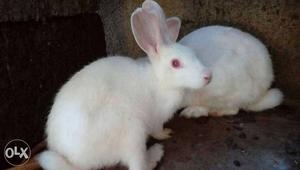 12 months old male Rabbit sale