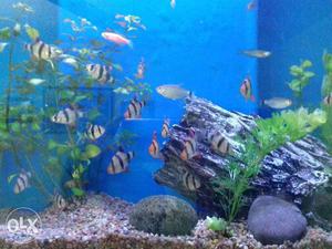 15 barbs and 4 red eye tetras fish for sale