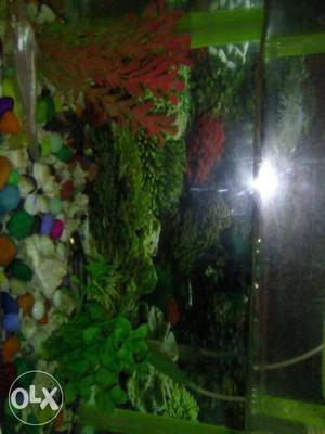 15inch aquarium with stones