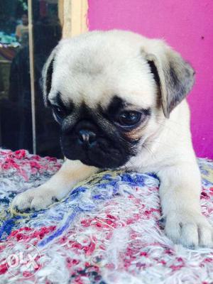 1female pug in fawn colour(champion breed)