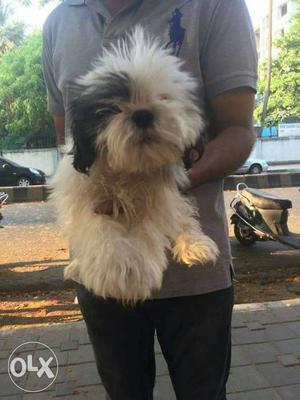 2.5month shihtzu male puppies available 1st