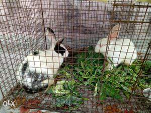 2 White And Black-white Rabbit with Cage
