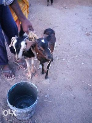 2 female goat for sale