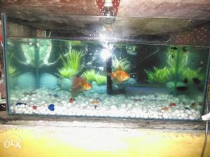 2 fit tank and 2goldfish 4molly for sell in cst