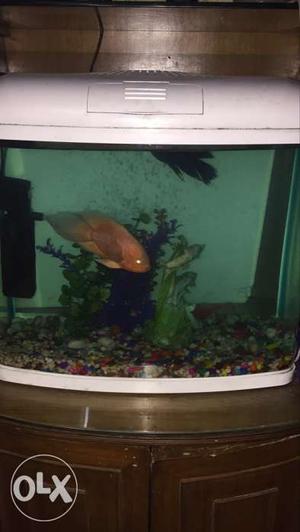 2 foot fish aquarium with 3 fishes and all other