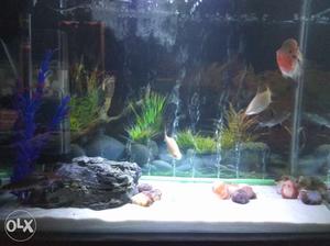 2 ft aquarium with stand, light, white sand with