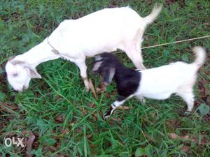 2 malabari goats including a mother and its baby