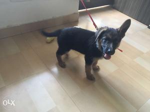 2 months old german shepherd. pure breed and