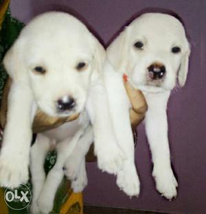 20 days pure banglore breed lab!