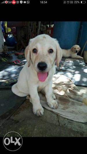 2months old female Yellow Labrador!! price