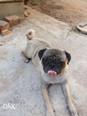3 Years old female pug and 2Month old male,