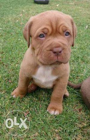 30 Days old French Mastiff Puppies for Sale