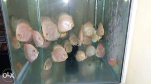 30 no Discus Fish For Sale Size 2.5 To 3"+ Mix