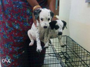 36 days Dalmatians puppies available
