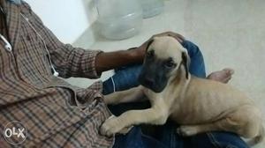38 days great dane male puppy available...my