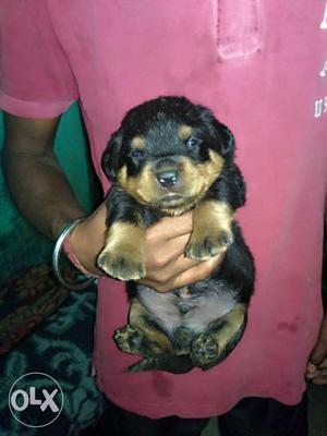 4 Male 5 female super quality Rottweiler pupy and