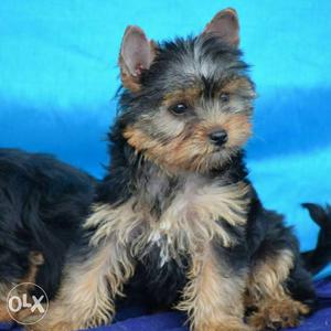 4 month yorkie Female sale