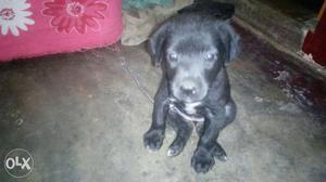 40 days black female labrador healthy and vaccination