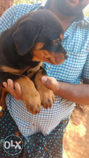 5 Tan-and-black Rottweiler Puppies