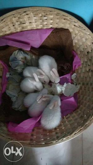 6 cute baby rabbits