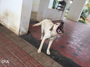 6 month male lab dog