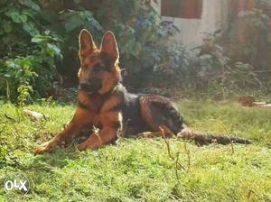 7.5 month old German Shepherd pup available...