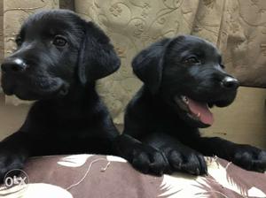 A super quality lab puppy available for you in