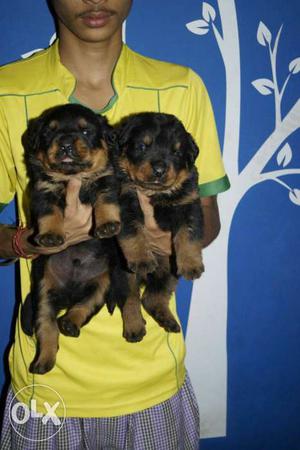 A super quality rottweiler puppies available for