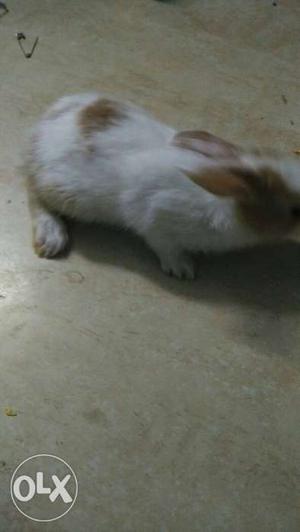 A very beautiful rabbit babys..for just rs 400