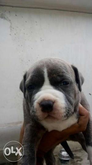 Am bully female show quality puppi for sale in jal
