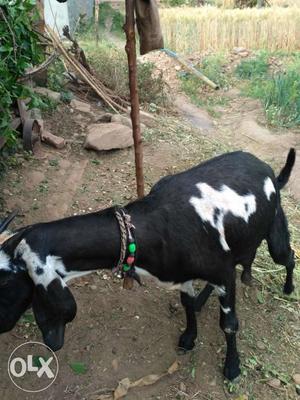 Ambsari goat,very good and healthy,gives milk