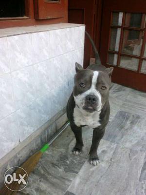 American bully 10 months old