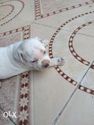 American bully female white colour imported blood line
