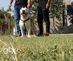 American bully only for mating