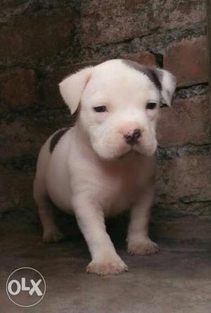 American bullyyy & Pitbull pure breed male female pups