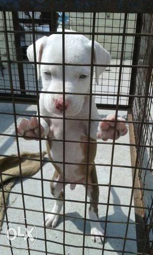 American pitbull pups available, if anyone
