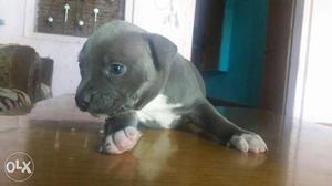 Amrican bully pockt size pure breed