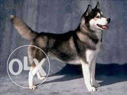 Any breed like Labrador, German shepherd,