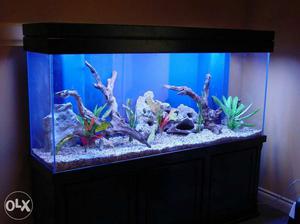 Anyone making fish tanks for cheap rate...pls