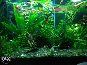 Aquarium planted, plants with neon tetra
